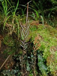 Blechnum nigrum. Fertile frond with long terminal pinna and straight lateral pinnae.
 Image: L.R. Perrie © Leon Perrie CC BY-NC 3.0 NZ